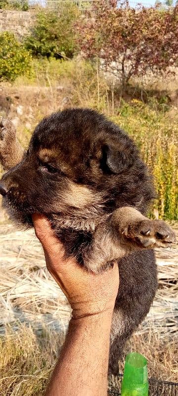 German shepherd puppies for sale 4