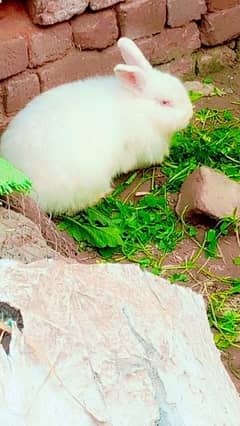 angoor red eyes male rabit for sale long hair