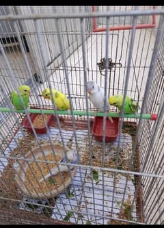 Budgies