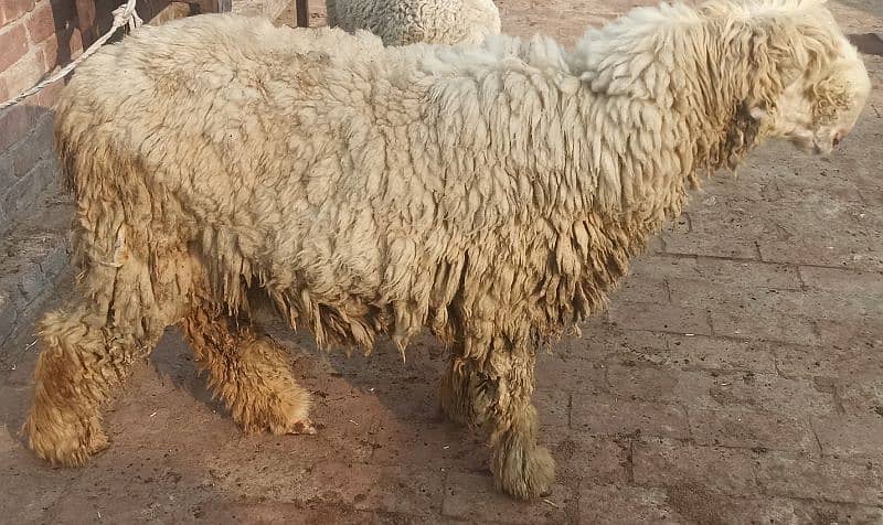 pure kaki mundri sheep 1