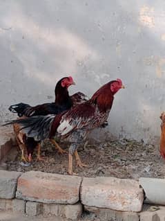 3 Aseel Male Available