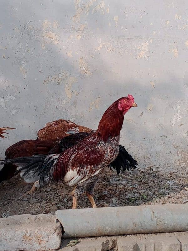 3 Aseel Male Available 1