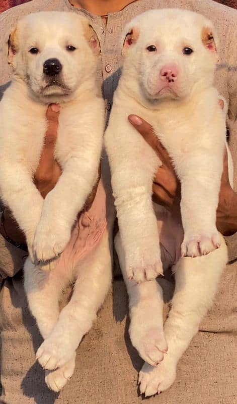 king alabai dabal hadi full havey bone stature pair for sale 0