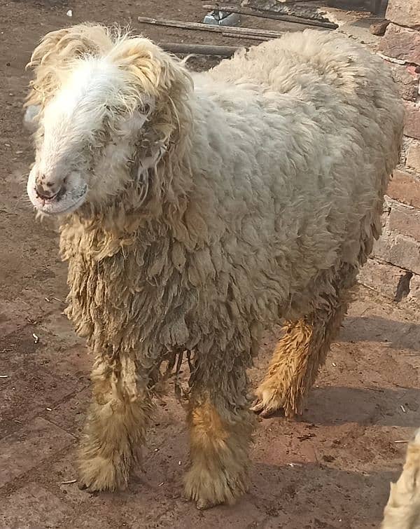 pure kaki mundri sheep 4