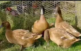 Khaki kamble Duck 2 Femal and 1 Male =3 ka 3500