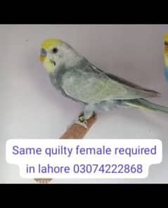 needed same quality femail in lahore