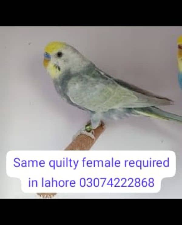 needed same quality femail in lahore 0