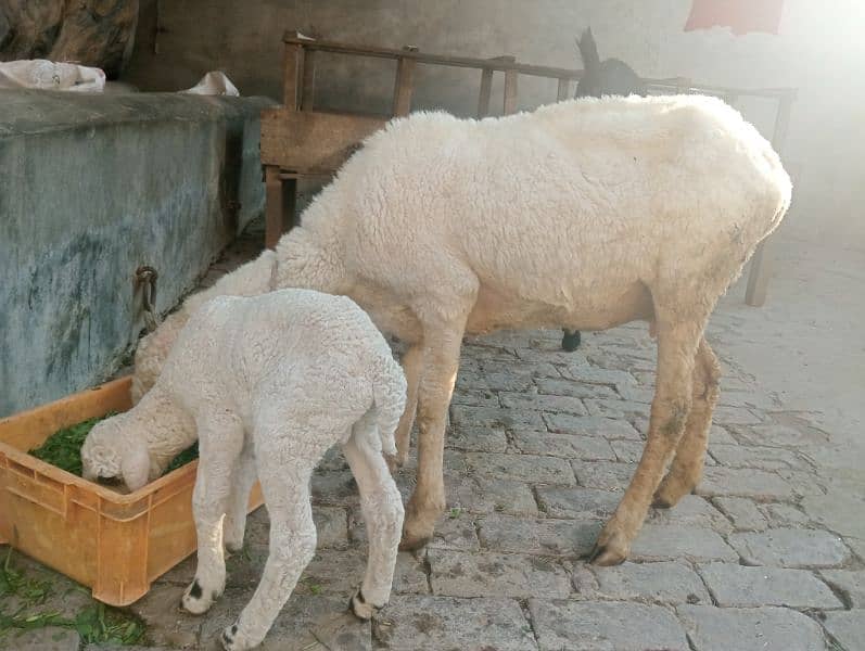 sheep with one male bacha 0