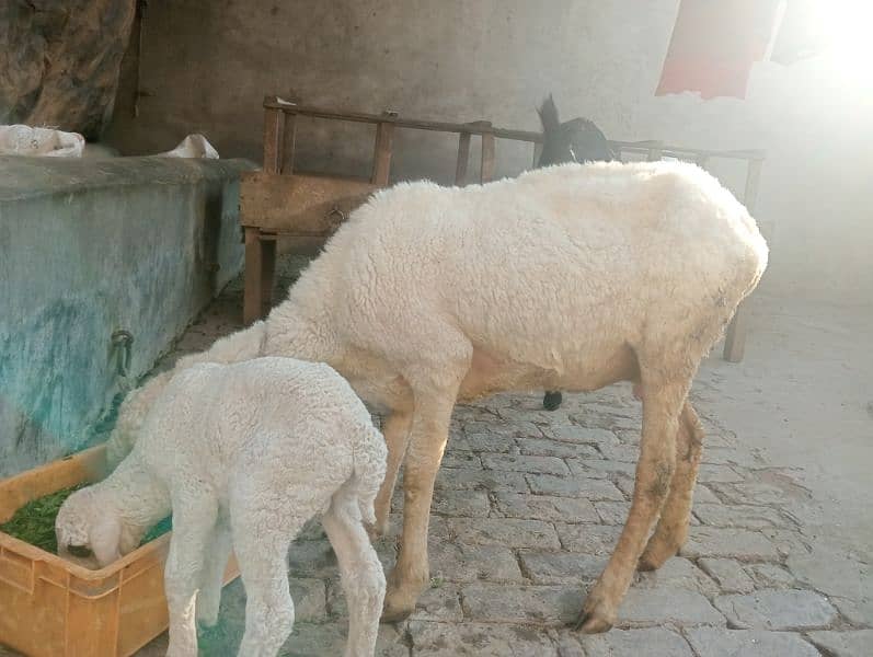 sheep with one male bacha 1