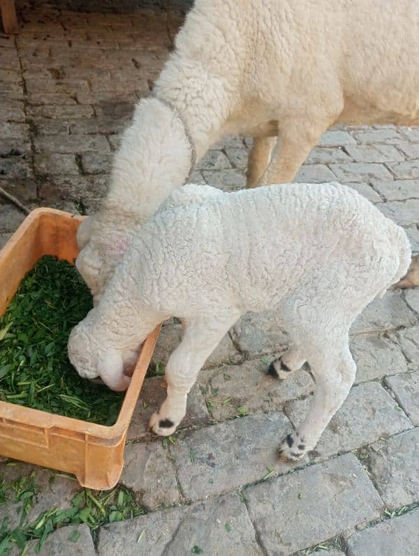 sheep with one male bacha 2