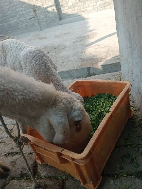 sheep with one male bacha 3