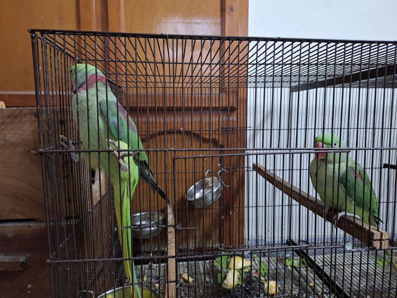 Raw Parrot / Parrot / green parrot / طوطا / ringneck breeder pair 0