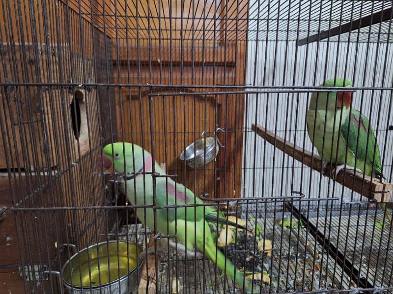 Raw Parrot / Parrot / green parrot / طوطا / ringneck breeder pair 1