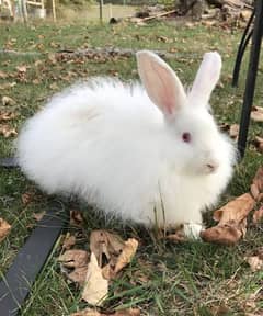 Angora rabbit pair white with red eyes