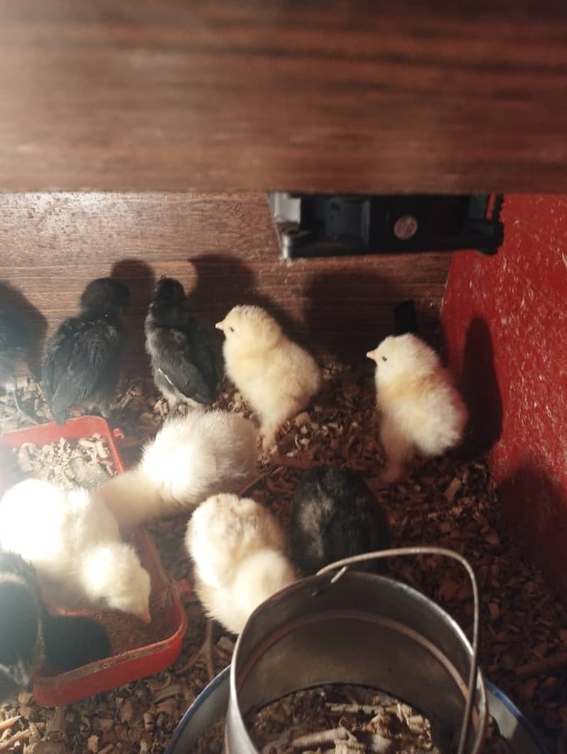 Chicks available for sale Australorp and aseel 0