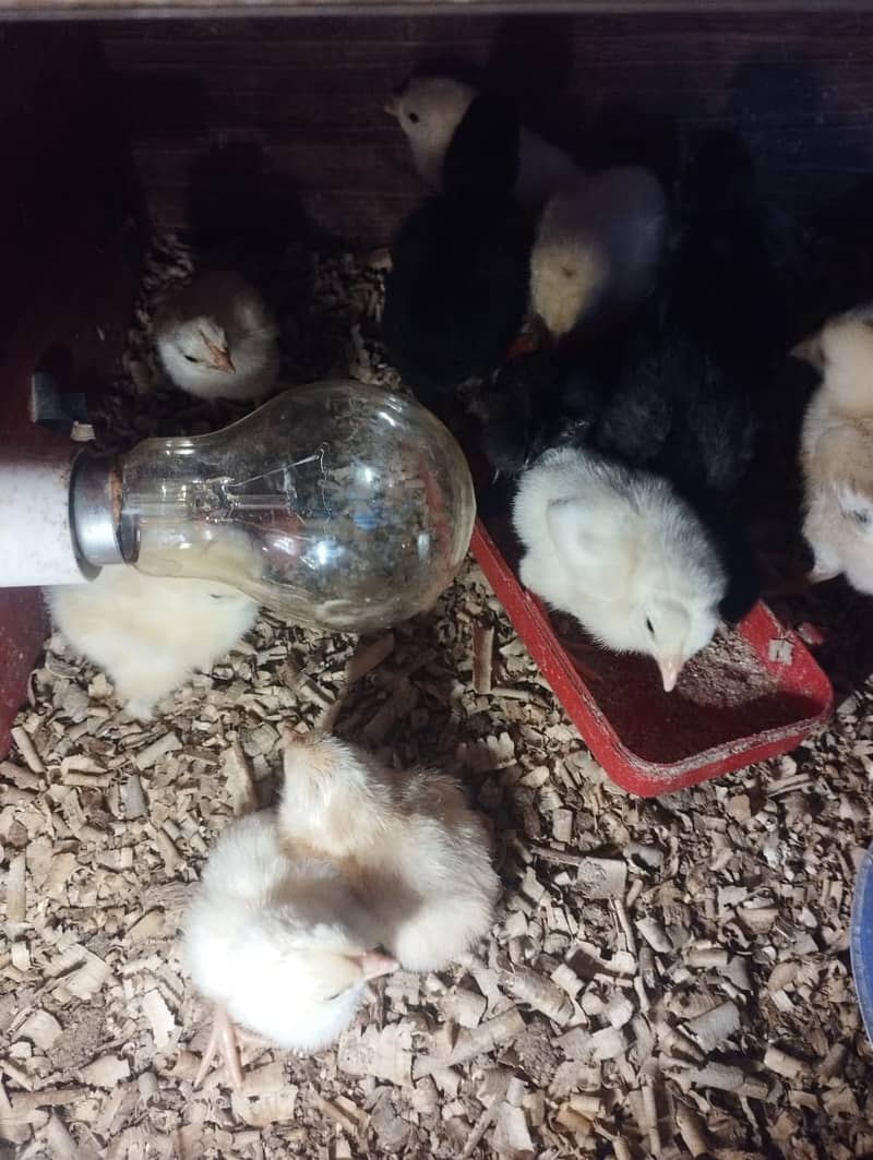 Chicks available for sale Australorp and aseel 2