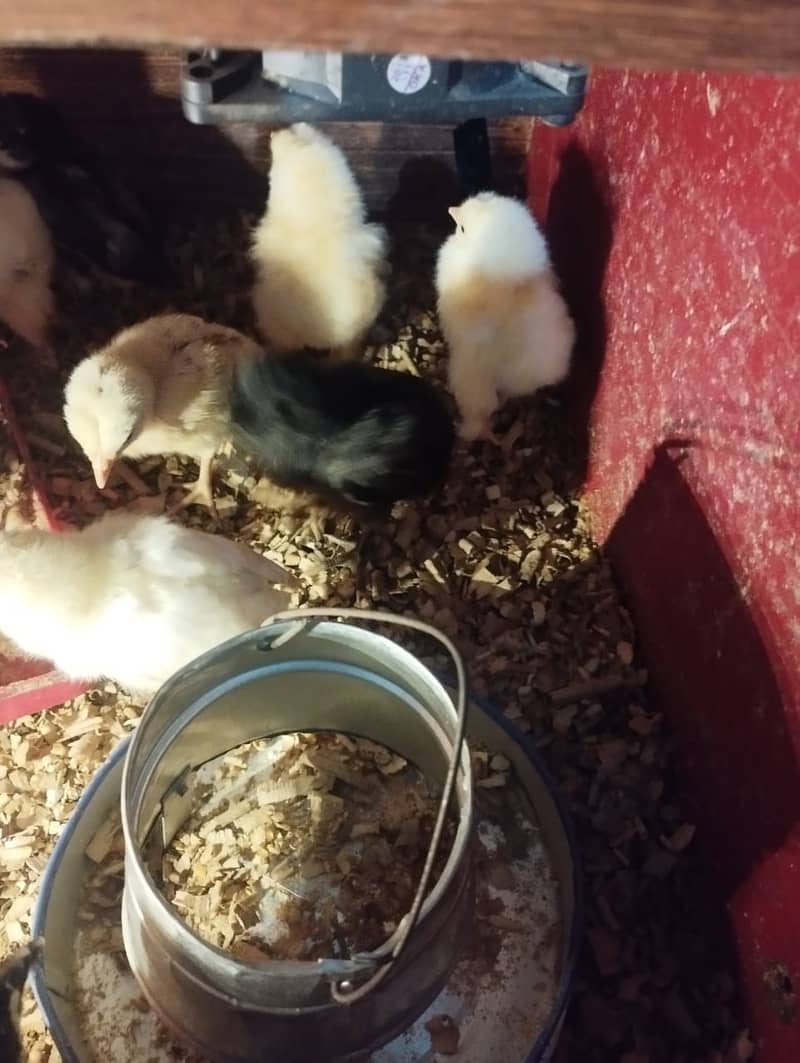 Chicks available for sale Australorp and aseel 4