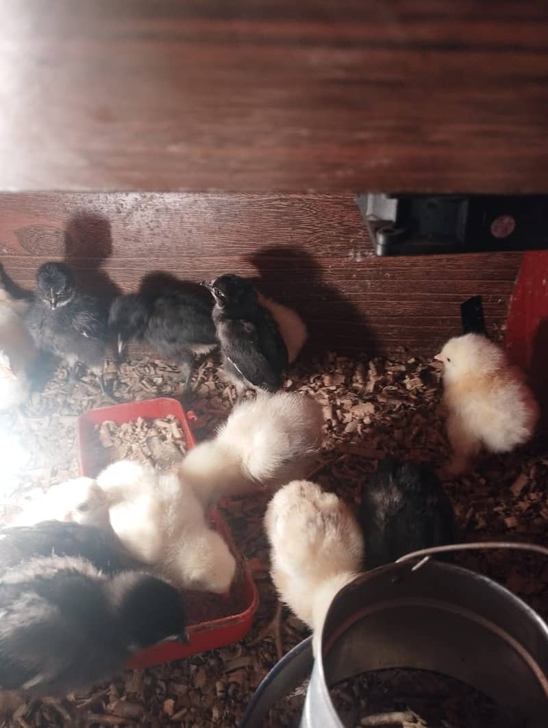 Chicks available for sale Australorp and aseel 5