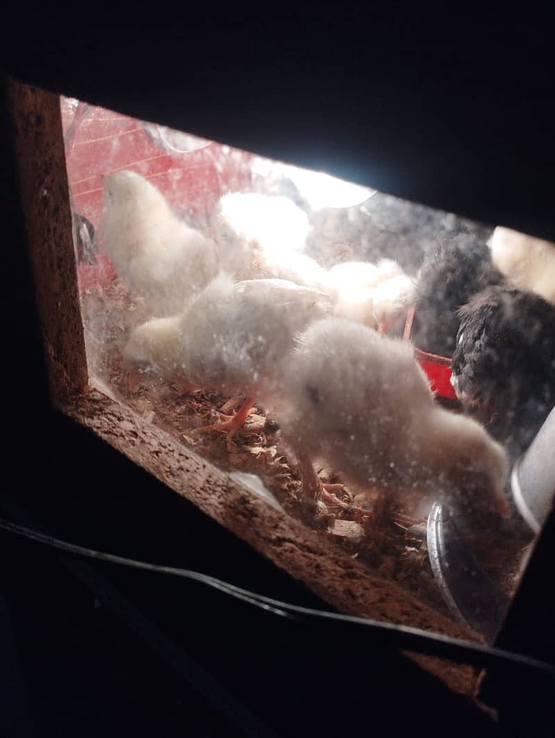 Chicks available for sale Australorp and aseel 6