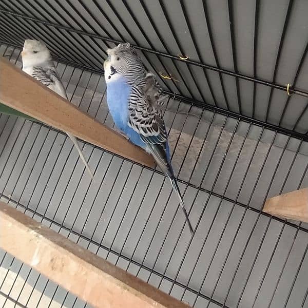 hogoromo pair, budgie 0