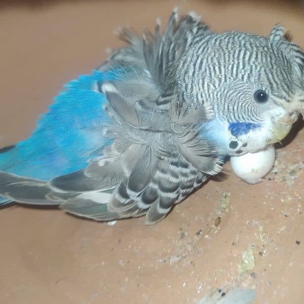 hogoromo pair, budgie 3