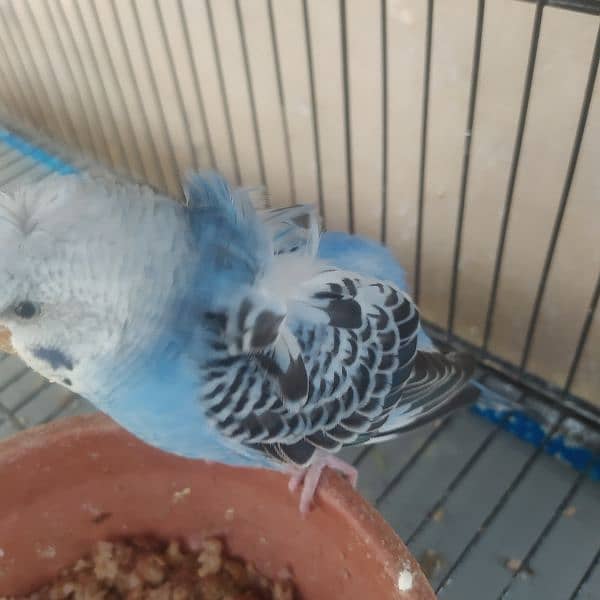 hogoromo pair, budgie 4