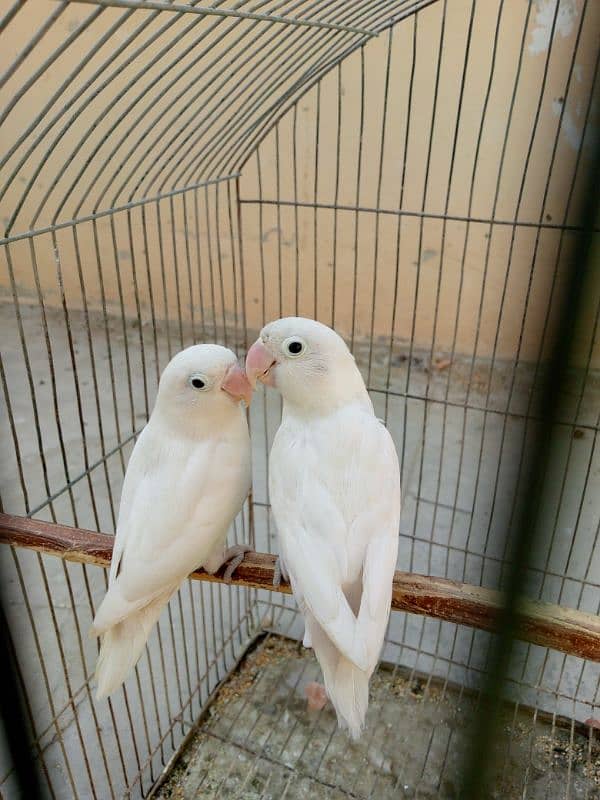 albino and violet 0