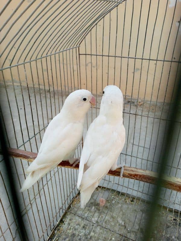 albino and violet 2