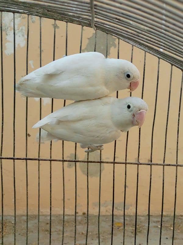 albino and violet 3