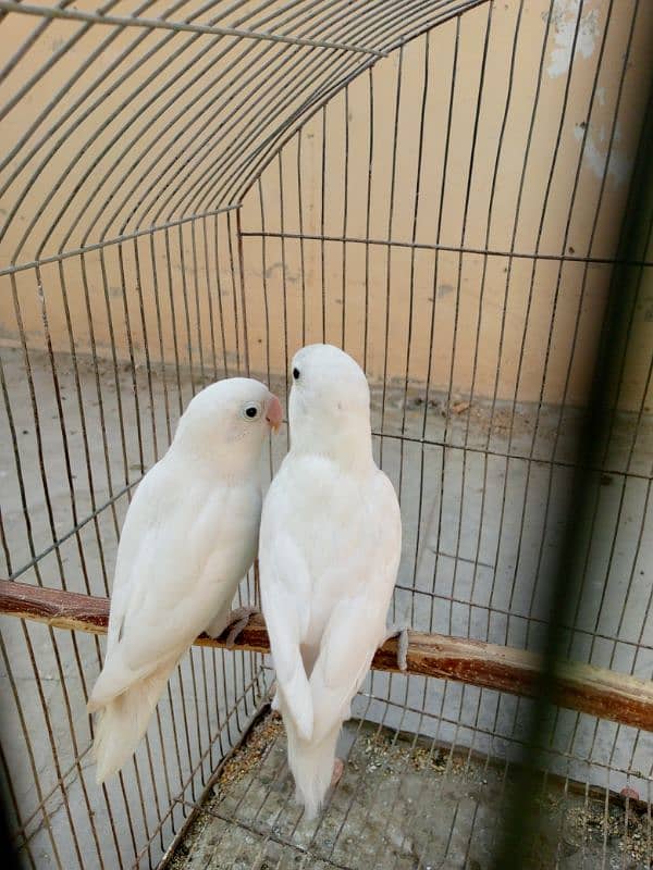 albino and violet 4