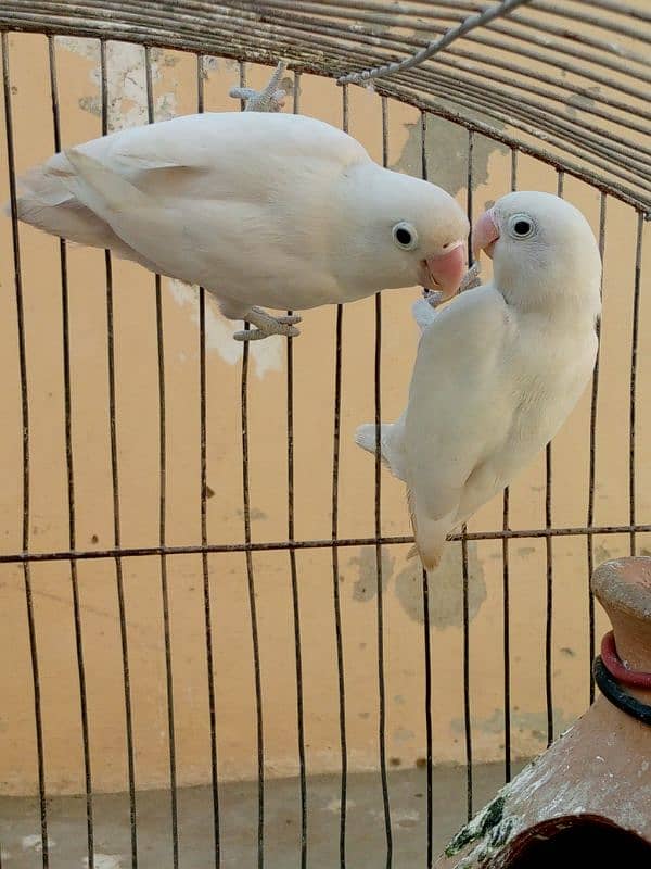 albino and violet 7