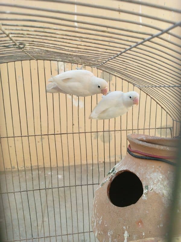 albino and violet 8