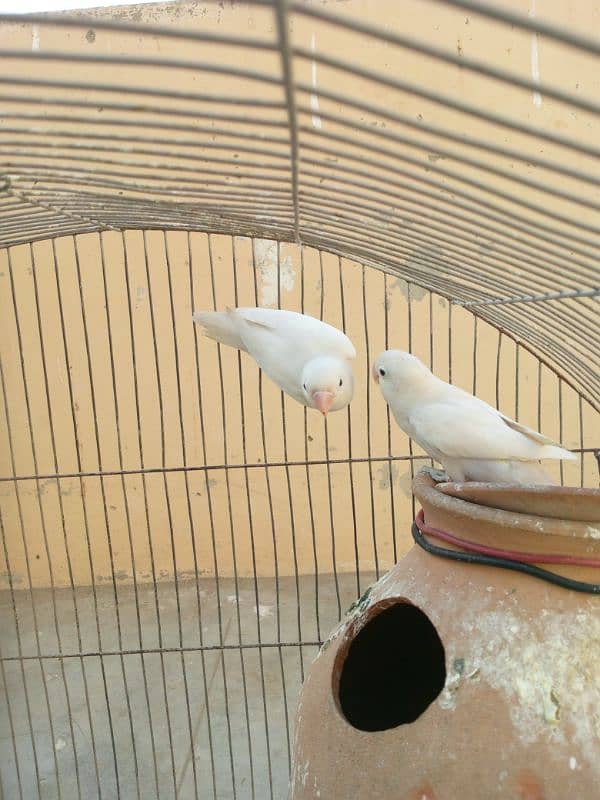 albino and violet 10