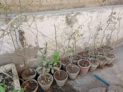 Plants all for sale Golden deal