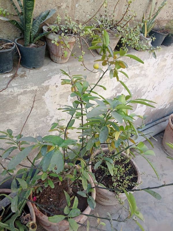 Plants all for sale Golden deal 4