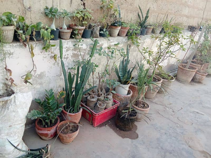 Plants all for sale Golden deal 6