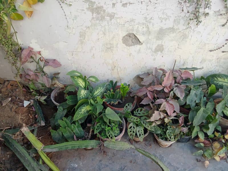 Plants all for sale Golden deal 10