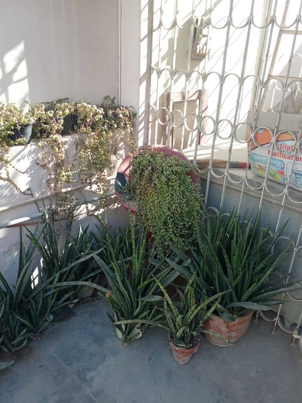 Plants all for sale Golden deal 14