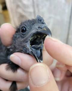 Ayam cemani eggs for sell