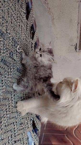 Persian Kittens 5