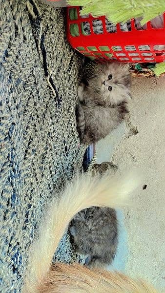 Persian Kittens 9