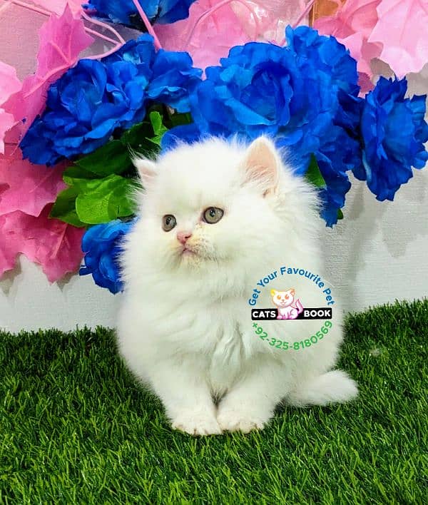 Persian Kittens | Triple Coated | Punch face | fluffy |cat 5