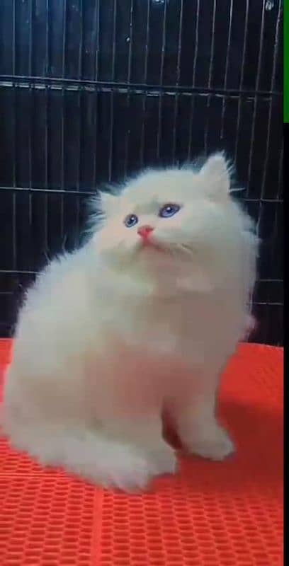 beautiful persian female kitten for sale 0