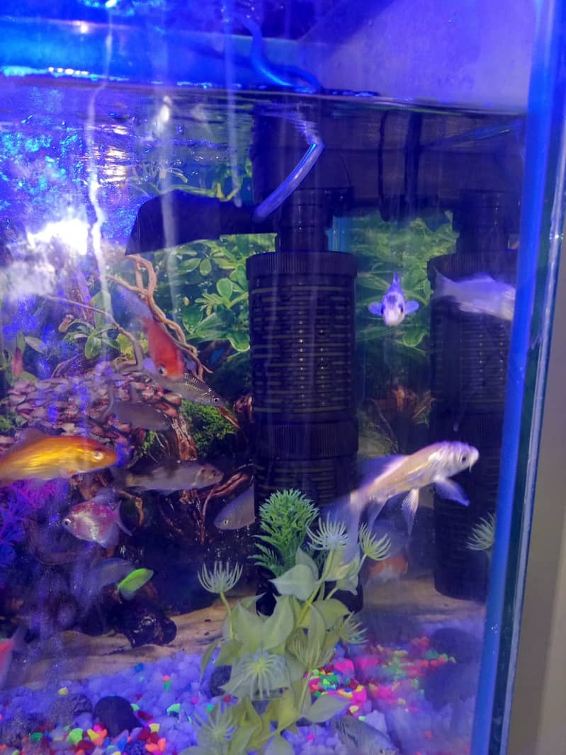 Fish Aquariums / Aquariums For Sale / fish tank / aquarium with stand 7