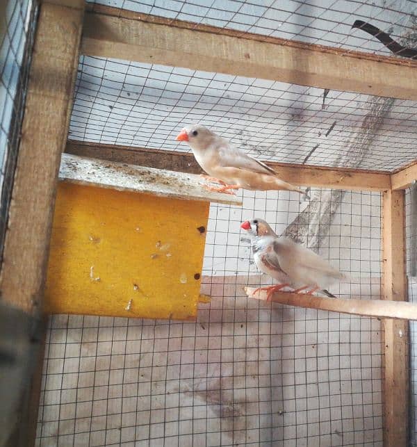 cage with Finches 1