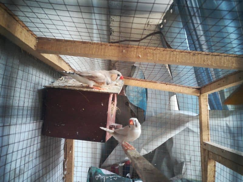 cage with Finches 2