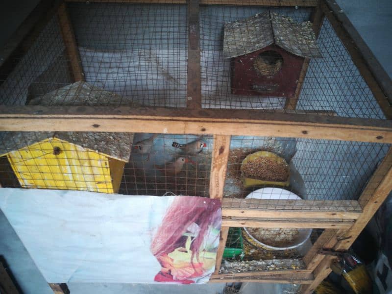 cage with Finches 3