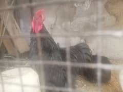 black bantam pair