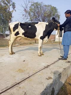 Holstein Fresain cross cow for sale