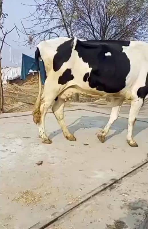 Holstein Fresain cross cow for sale 1